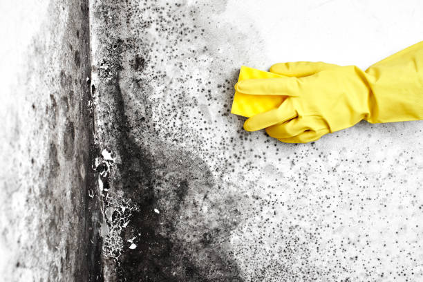 Best Insurance-Related Mold Remediation in Hurleyville, NY
