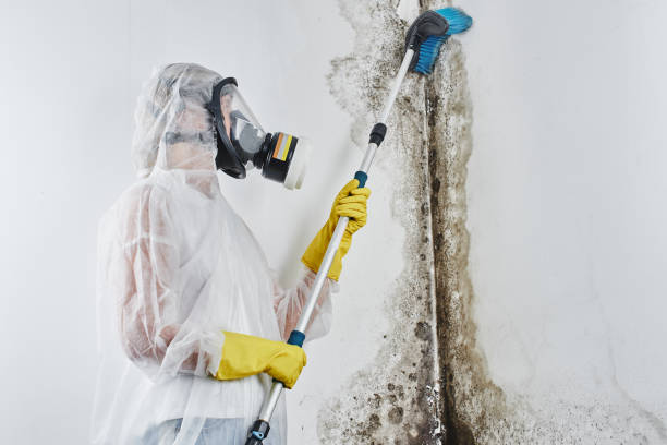 Best Post-Flood Mold Remediation in Hurleyville, NY