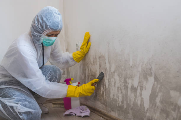 Best Commercial Mold Remediation in Hurleyville, NY