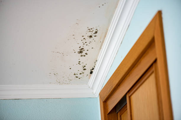 Best Industrial Mold Remediation in Hurleyville, NY