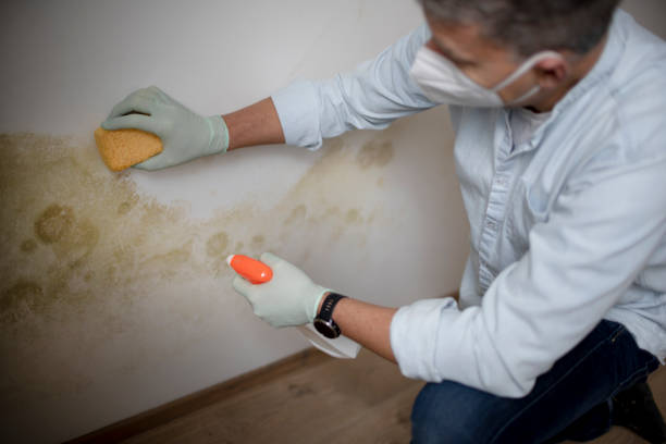 Best Emergency Mold Remediation in Hurleyville, NY