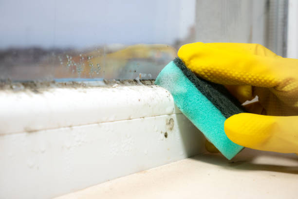 Best Black Mold Remediation in Hurleyville, NY